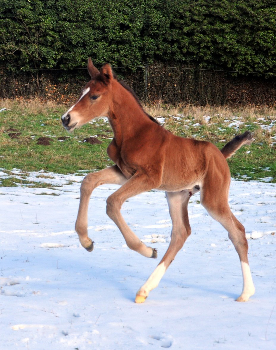 Hengstfohlen v. Saint Cyr u.d. Pr.St. Schwalbenland by Touch my Heart - Foto: Beate Langels