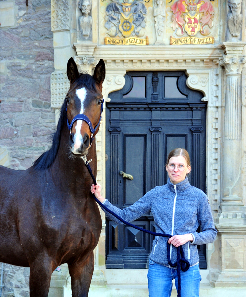 Valero - Trakehner von High Motion u.d. Val de Vienne v. Exclusiv - Foto Beate Langels
