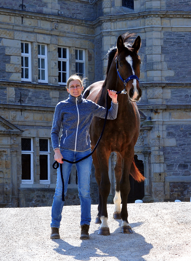 Valero - Trakehner von High Motion u.d. Val de Vienne v. Exclusiv - Foto Beate Langels