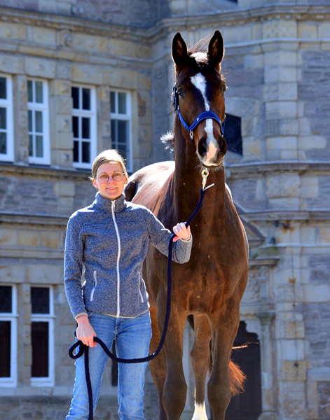 Trakehner von High Motion u.d. Val de Vienne v. Exclusiv - Foto Beate Langels