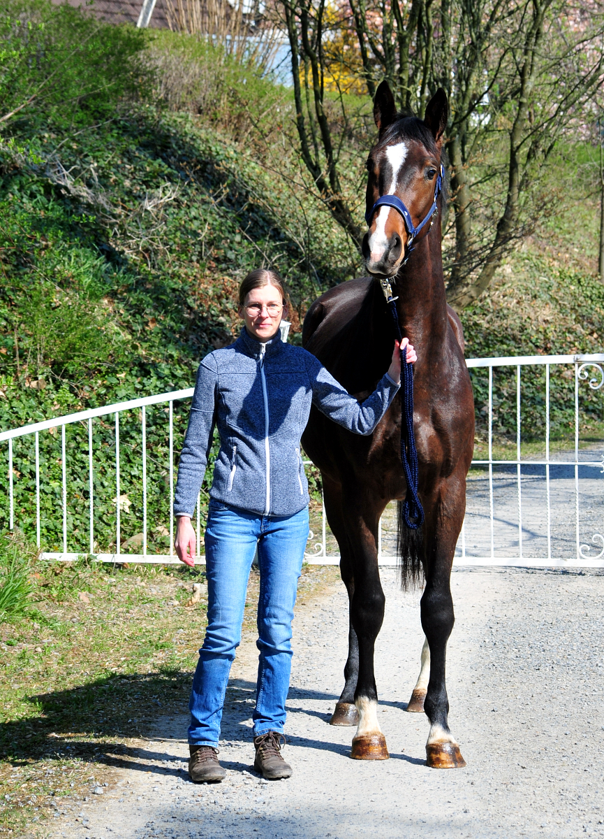 Valero - Trakehner von High Motion u.d. Val de Vienne v. Exclusiv - Foto Beate Langels