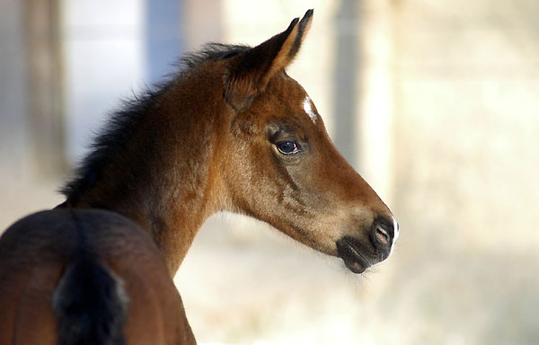 Oldenburger Filly by Freudenfest out of Beloved by Kostolany - at the age of 6 days