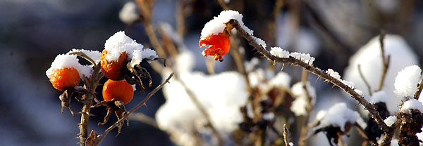 Winter 2009 - Foto: Beate Langels