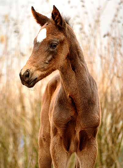 Trakehner Filly by High Motion out of Elitemare Vicenza by Showmaster - Foto Beate Langels - Gestüt Schäplitz