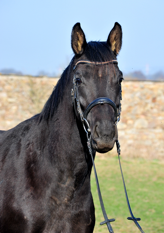 Oldenburger Stute von Frst Magic u.d. Schwalbendiva v. Totilas 
 - Trakehner Gestt Hmelschenburg - Beate Langels