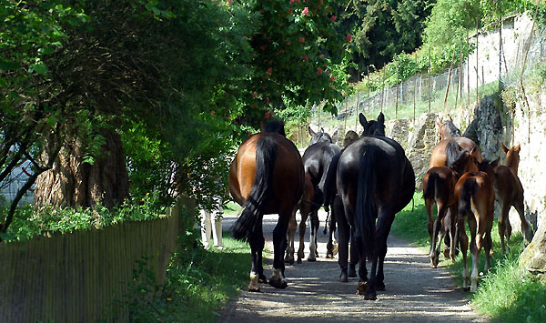 Stuten und Fohlen unterhalb des Gutshofes auf dem Weg zur Koppel - Trakehner Gestüt Hämelschenburg - Foto: Beate Langels