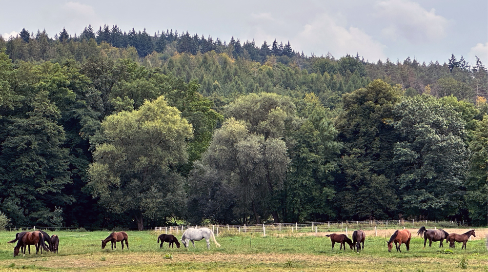 Trakehner Stuten und Fohlen im Tal der Emmer - Foto: Beate Langels - Trakehner Gestt Hmelschenburg