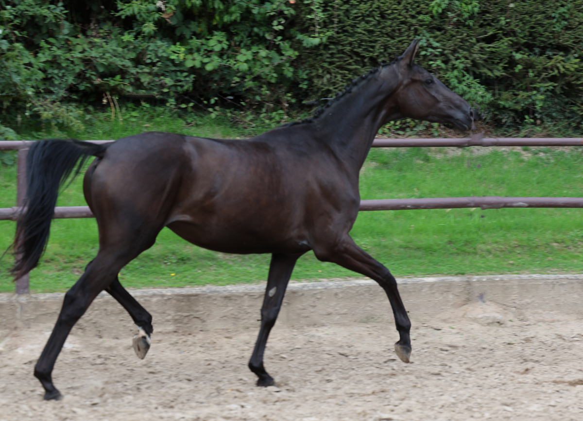 Trakehner Stute Schwalbe's Party von Preußen Party u.d. Pr.,St.Pr. u. Elitestute Schwalbenlicht v. Imperio - Foto: Beate Langels -
Trakehner Gestüt Hämelschenburg