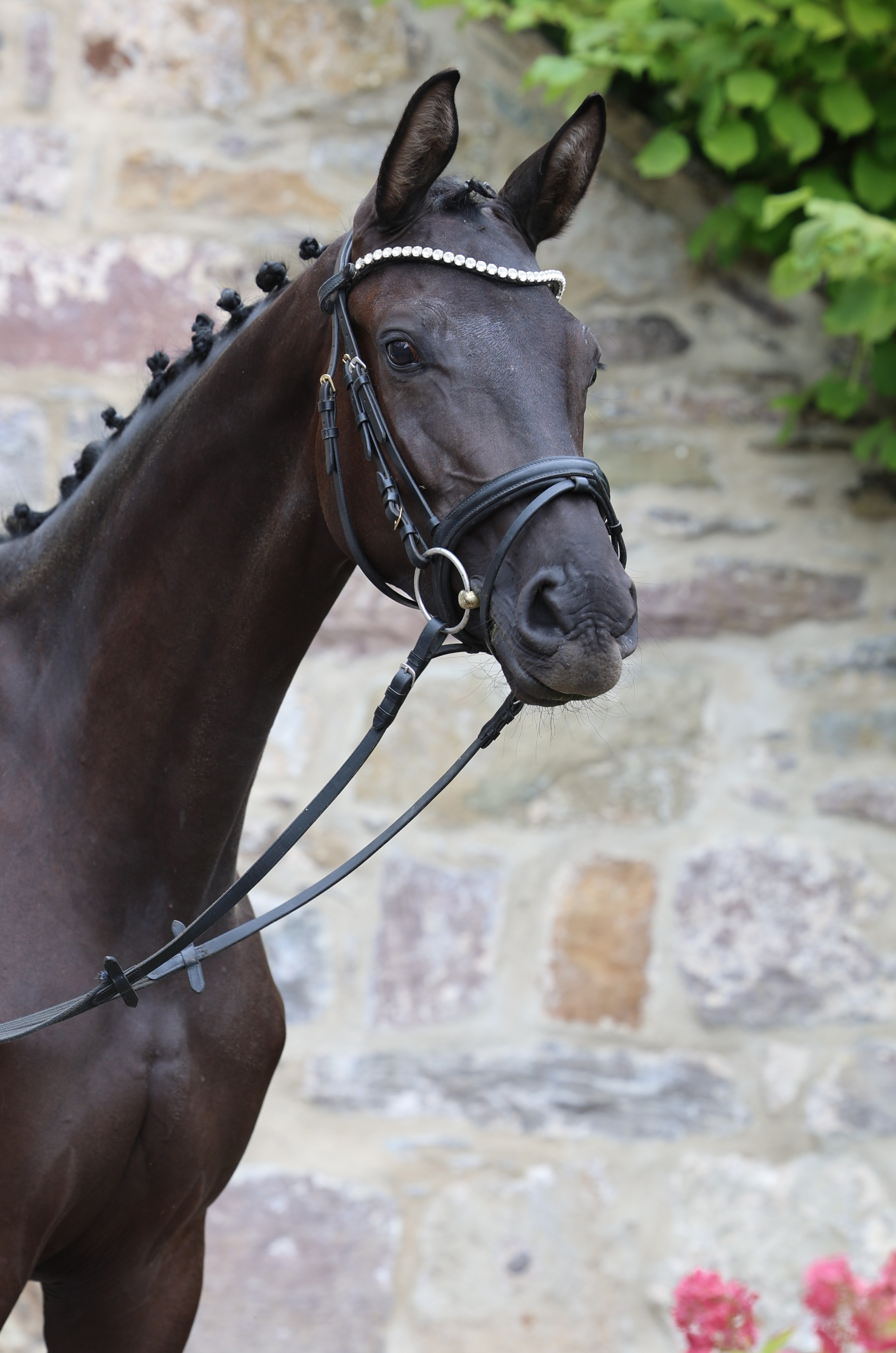Trakehner Stute Schwalbe's Party von Preußen Party u.d. Pr.,St.Pr. u. Elitestute Schwalbenlicht v. Imperio - Foto: Beate Langels -
Trakehner Gestüt Hämelschenburg