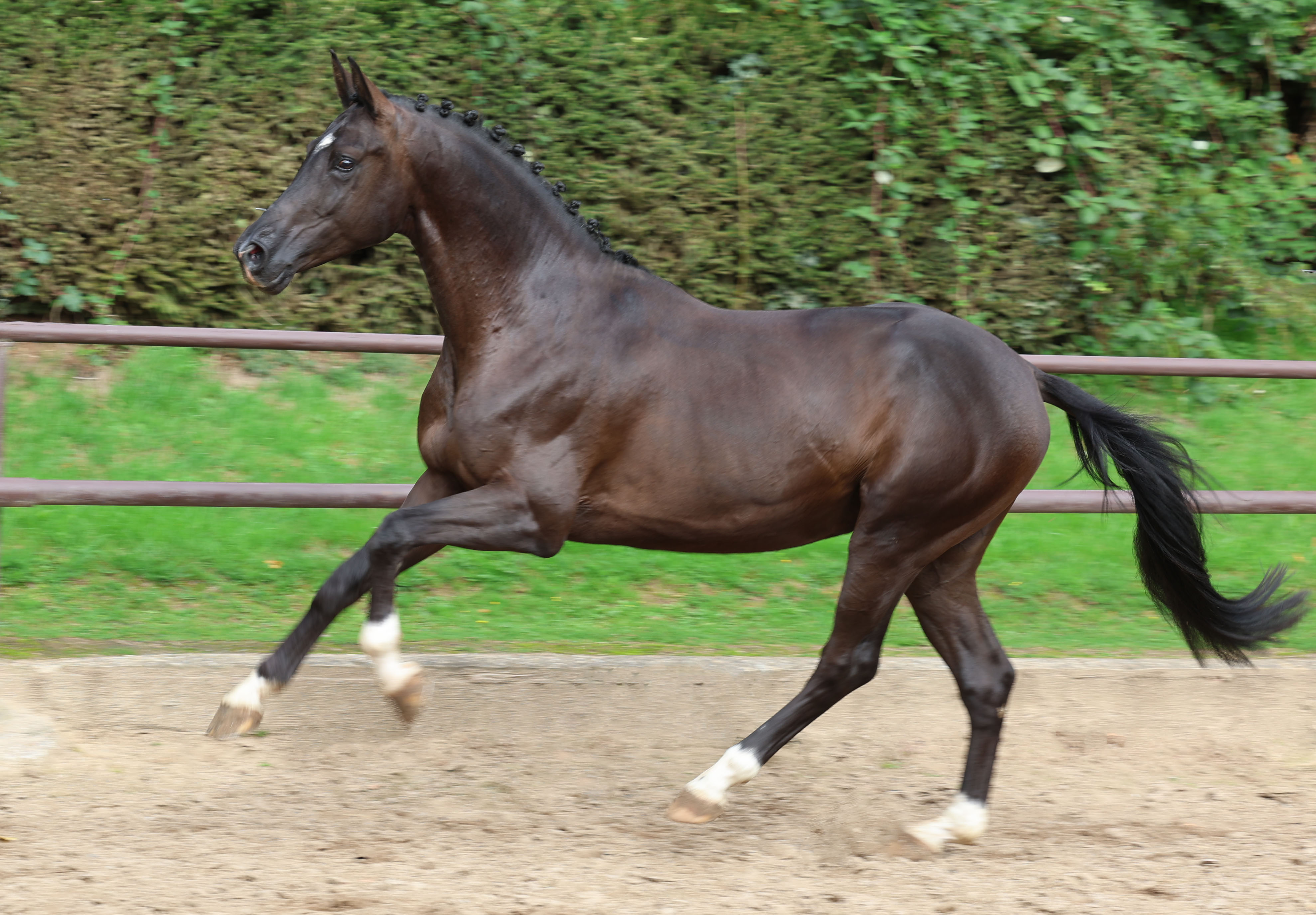 Trakehner Pr�mienhengst SUTHERLAND v. Saint Cyr u.d. Pr�mienstute Schwalbenland v. Touch my Heart - Foto: Beate Langels - Trakehner Gest�t H�melschenburg