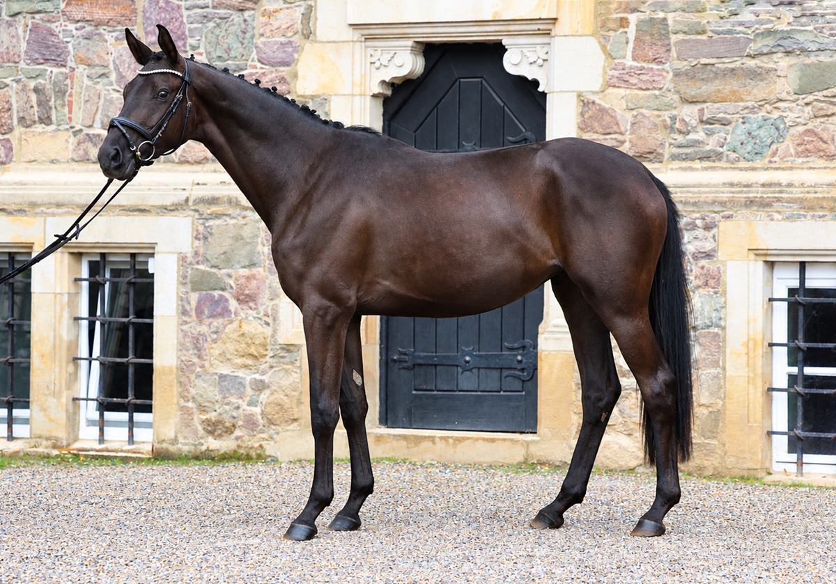 Trakehner Stute Schwalbe's Party von Preu�en Party u.d. P.u.St.PrSt. Schwalbenlicht v. Imperio - Foto: Beate Langels - 
Trakehner Gest�t H�melschenburg