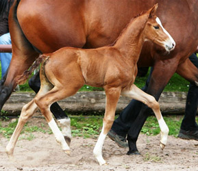 Colt by Freudenfest out of Rondesvous by Kostolany - Foto Sigrun Wiecha