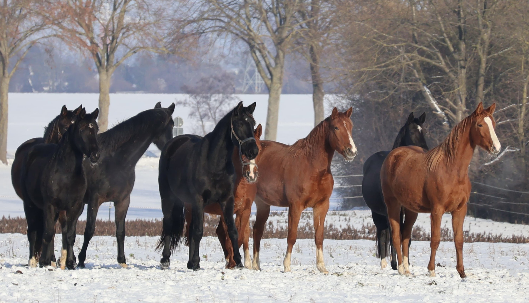 Trakehner und Oldenburger Nachwuchsstuten auf der Feldweide - Trakehner Gest�t H�melschenburg - Beate Langels - Foto Sabine Beyer