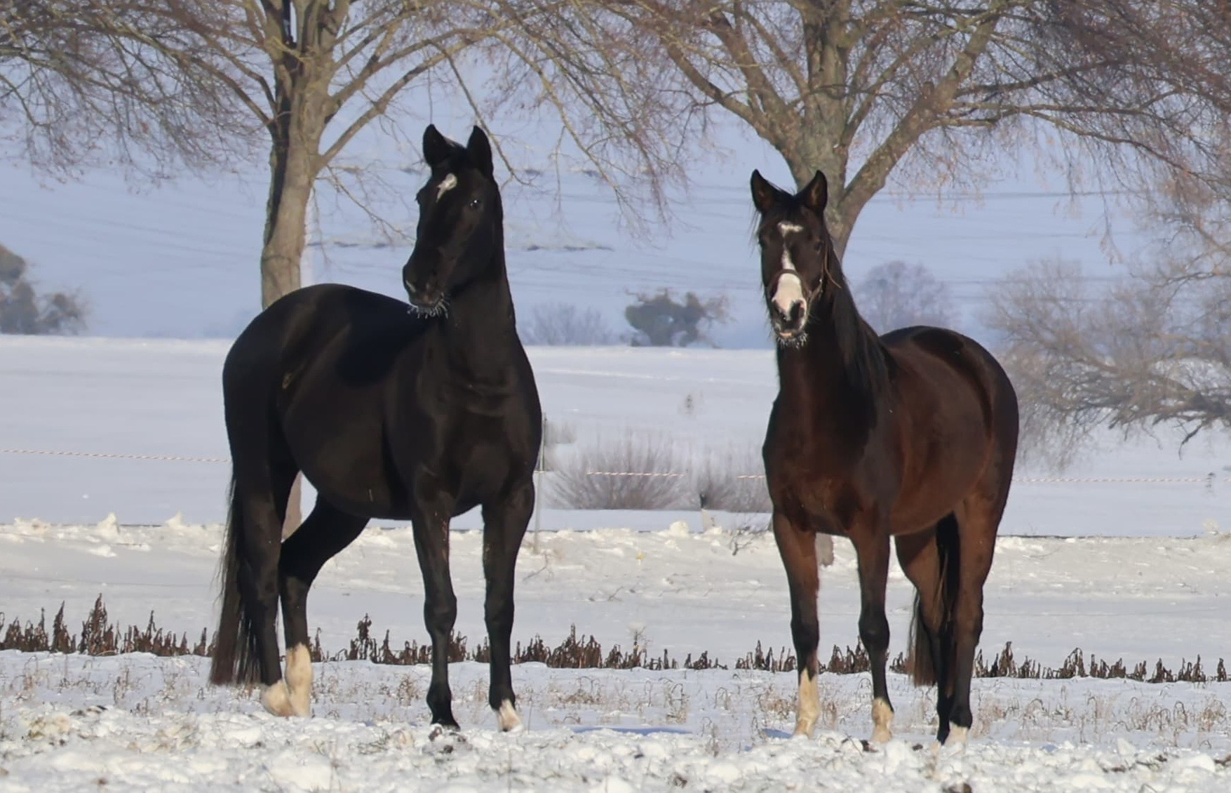 Trakehner und Oldenburger Nachwuchsstuten auf der Feldweide - Trakehner Gest�t H�melschenburg - Beate Langels - Foto Sabine Beyer