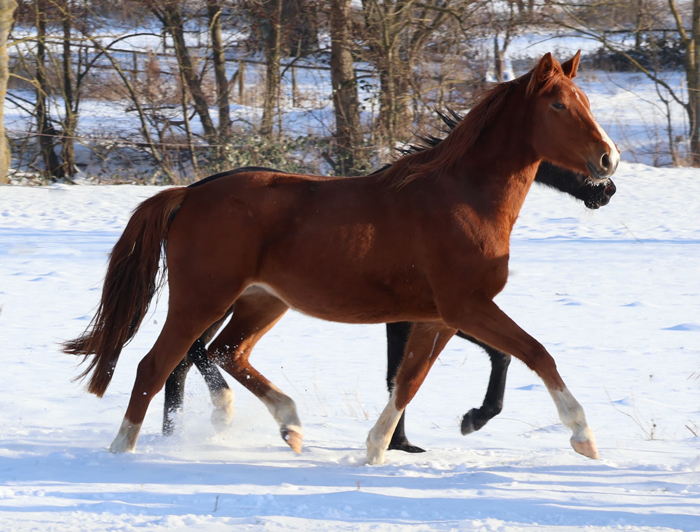 Trakehner und Oldenburger Nachwuchsstuten auf der Feldweide - Trakehner Gest�t H�melschenburg - Beate Langels - Foto Sabine Beyer