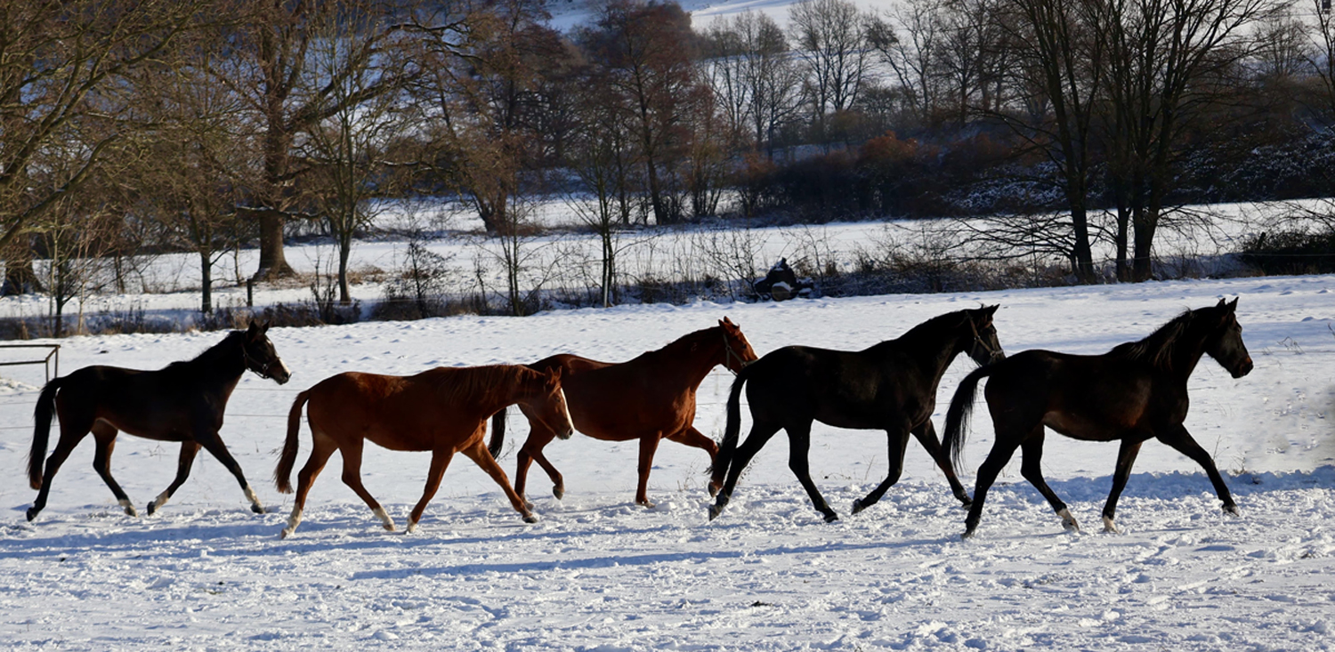 Trakehner und Oldenburger Nachwuchsstuten auf der Feldweide - Trakehner Gest�t H�melschenburg - Beate Langels - Foto Sabine Beyer