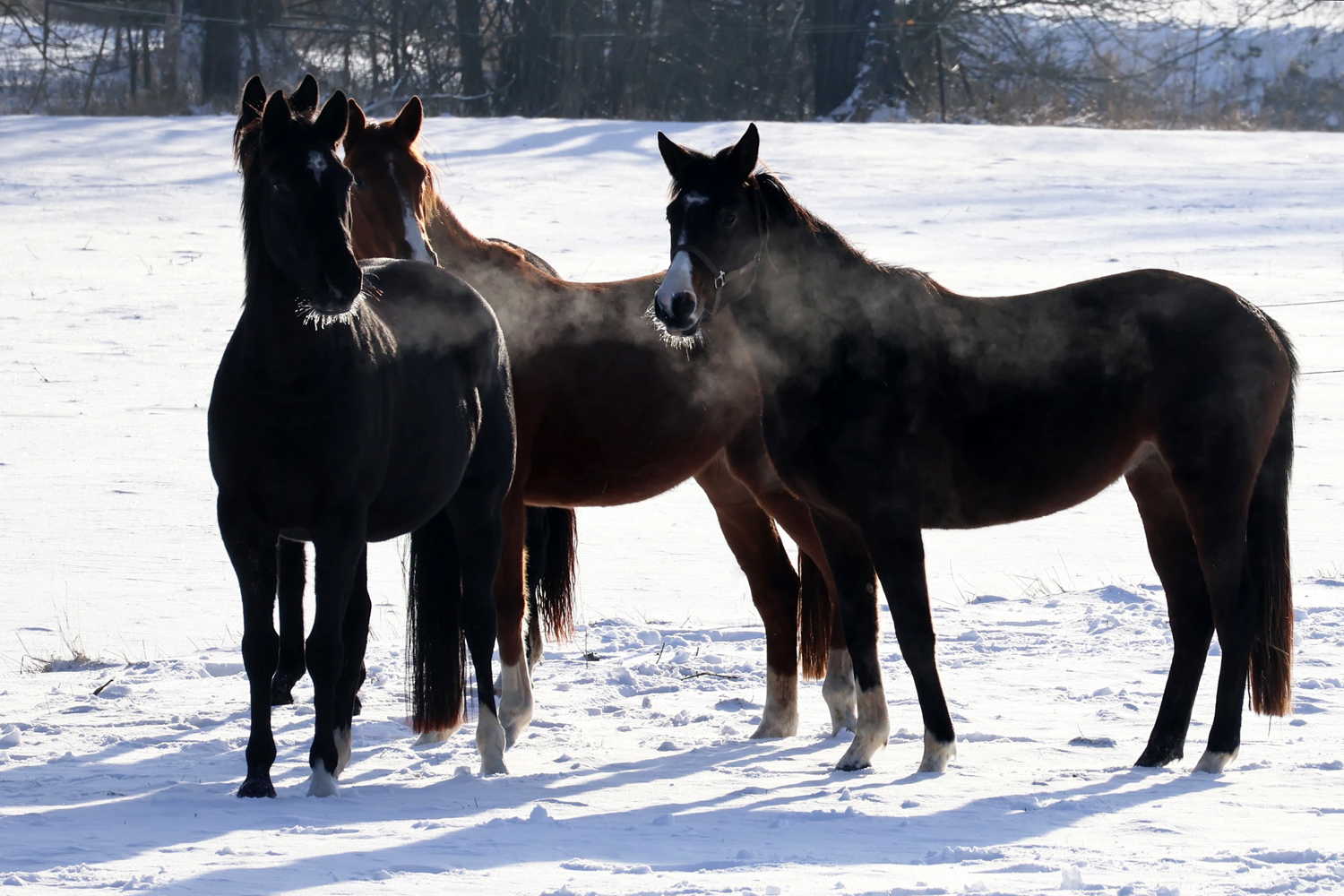 Trakehner und Oldenburger Nachwuchsstuten auf der Feldweide - Trakehner Gest�t H�melschenburg - Beate Langels - Foto Sabine Beyer