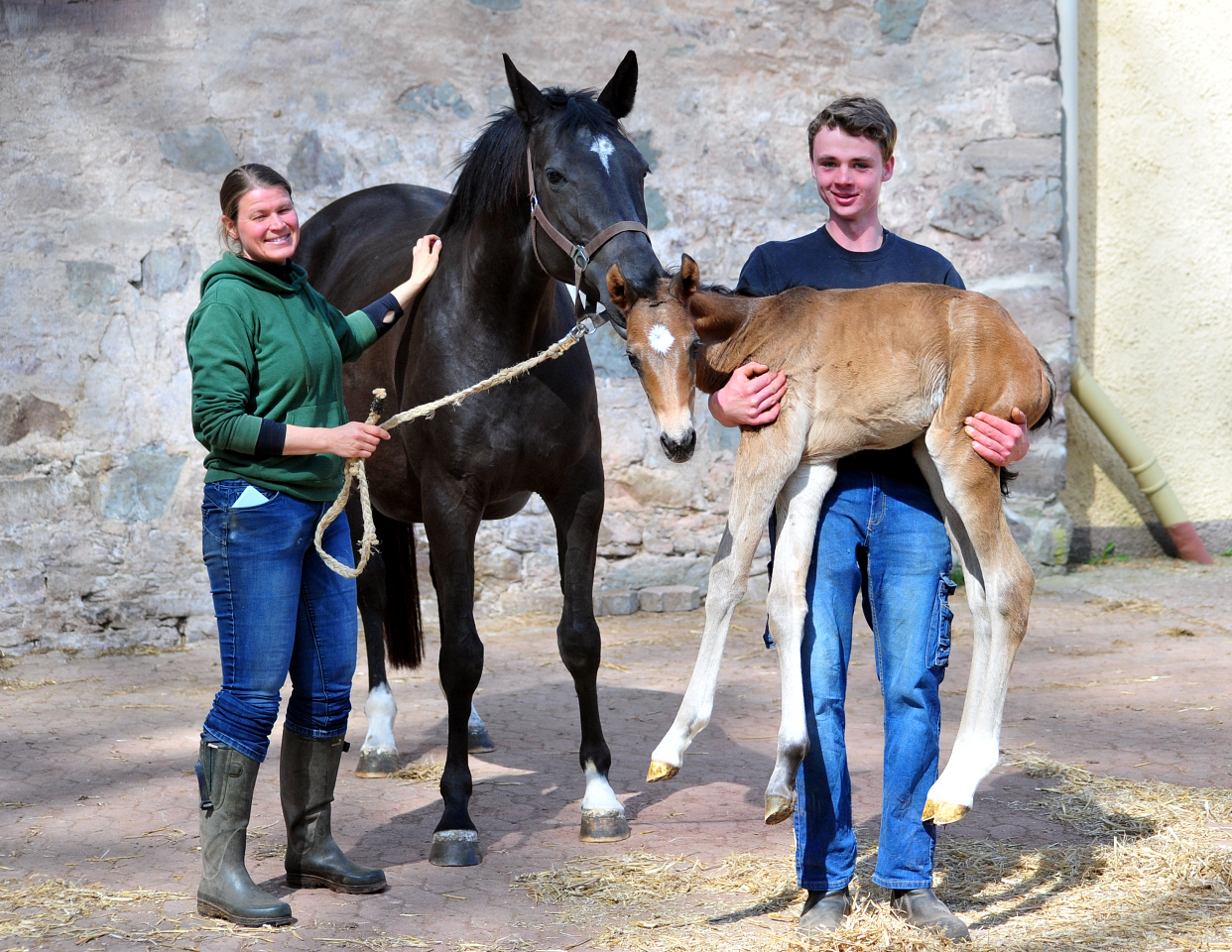 Trakehner Hengstfohlen von Shavalou u.d. Pr.A. Guccia v. Zauberkeyk - High Motion - Alter Fritz  - Gestt Hmelschenburg - Beate Langels