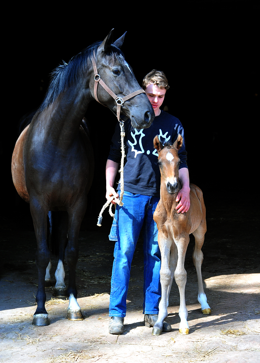 Trakehner Hengstfohlen von Shavalou u.d. Pr.A. Guccia v. Zauberkeyk - High Motion - Alter Fritz  - Gestt Hmelschenburg - Beate Langels