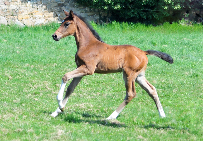 Trakehner Hengstfohlen von Glcksruf u.d. Pr.St. Gabbana v. High Motion - Alter Fritz  - Gestt Hmelschenburg - Beate Langels