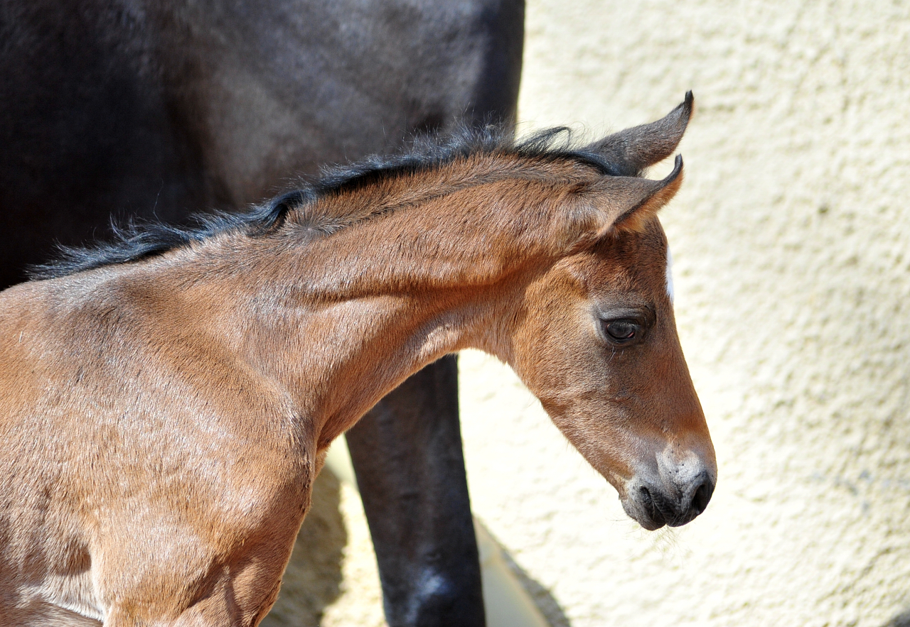 Trakehner Hengstfohlen von Shavalou u.d. Pr.A. Guccia v. Zauberkeyk - High Motion - Alter Fritz  - Gestt Hmelschenburg - Beate Langels