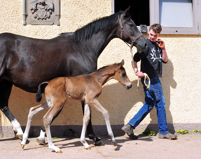 Trakehner Hengstfohlen von Shavalou u.d. Pr.A. Guccia v. Zauberkeyk - High Motion - Alter Fritz  - Gestt Hmelschenburg - Beate Langels