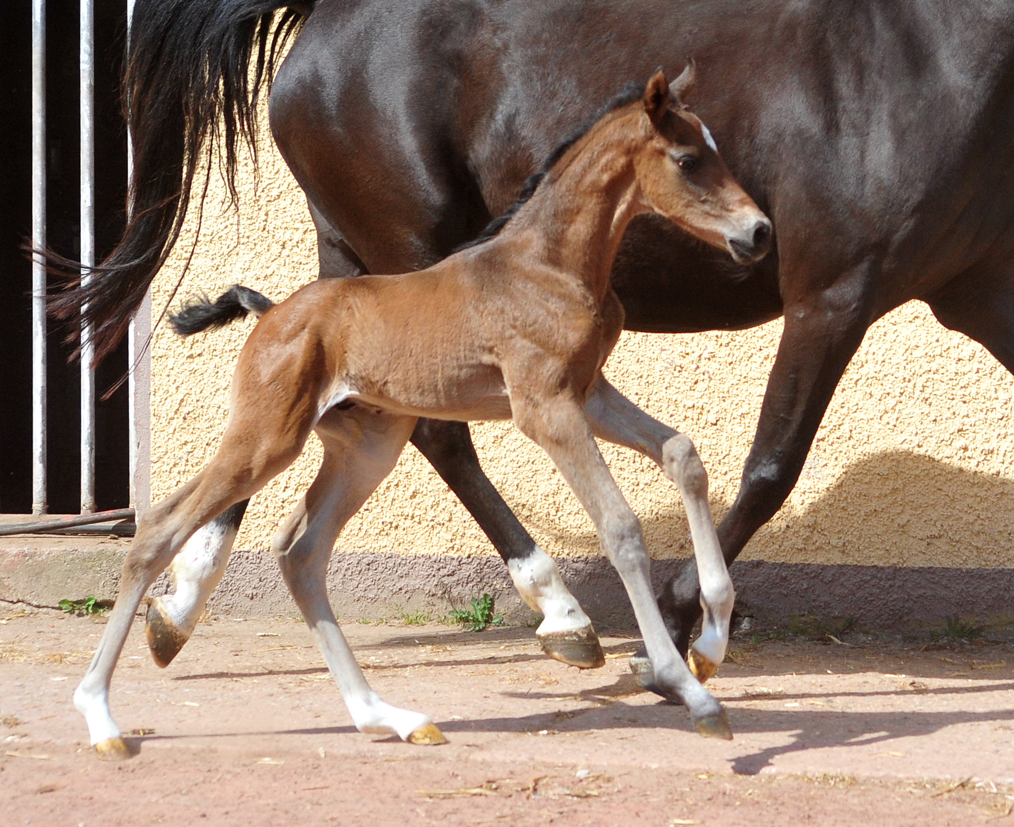 Trakehner Hengstfohlen von Shavalou u.d. Pr.A. Guccia v. Zauberkeyk - High Motion - Alter Fritz  - Gestt Hmelschenburg - Beate Langels