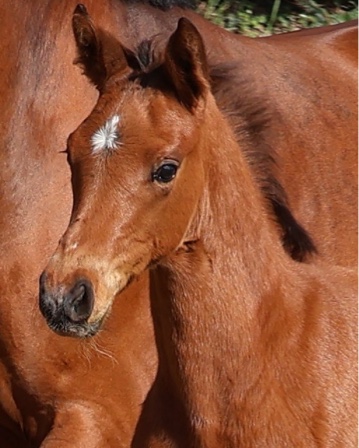 11. April 2026 Hengst v. Gl�cksruf u.d. Schwalbe's Beauty v. High Motion - Gest�t H�melschenburg - Beate Langels  - Foto S. Beyer