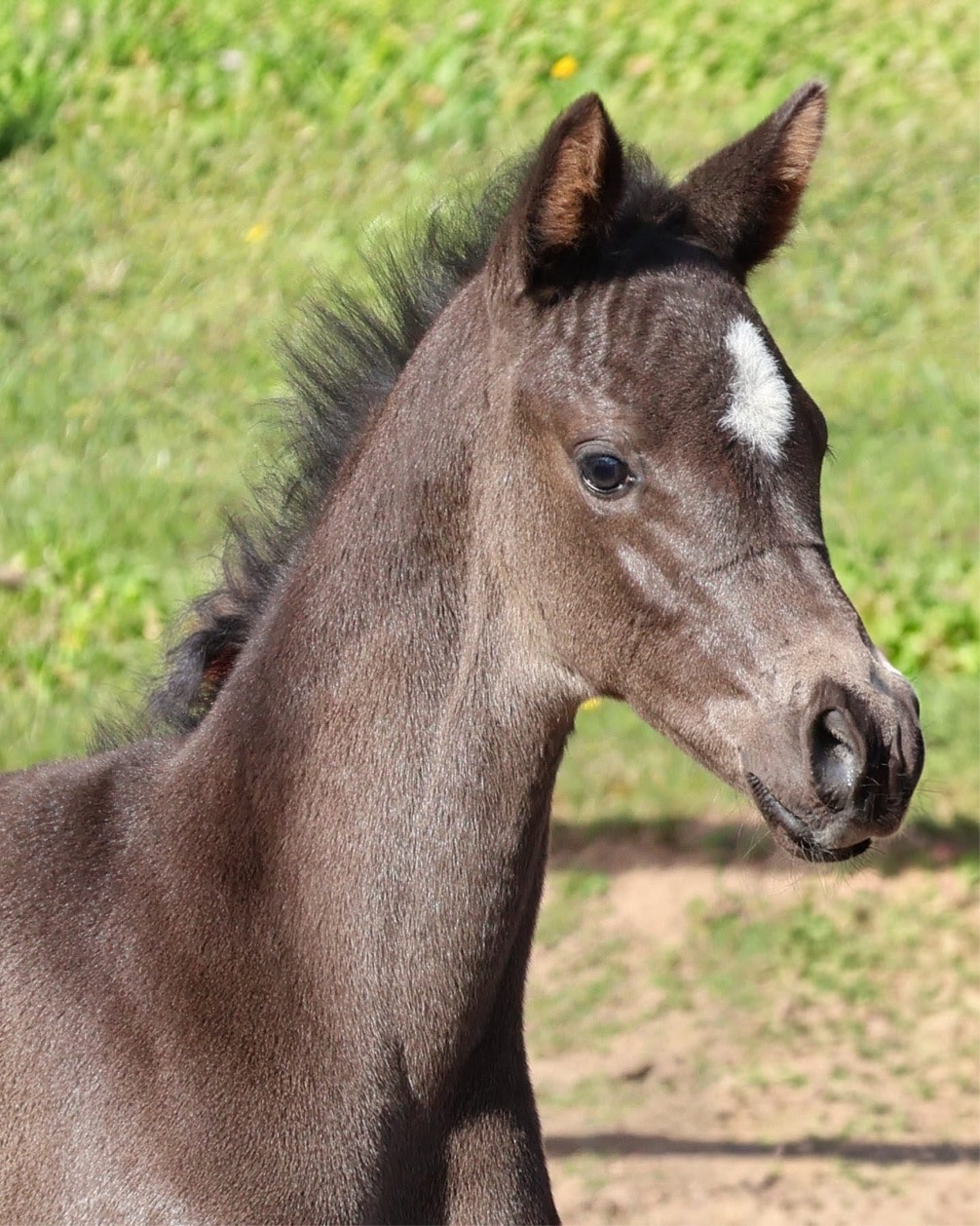 11. April 2026  - Gest�t H�melschenburg - Beate Langels - Foto S. Beyer