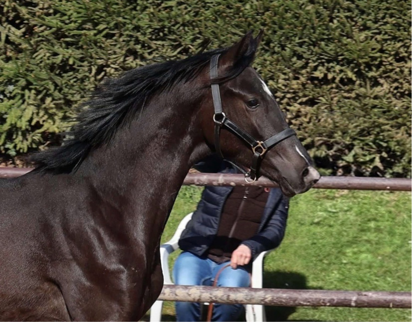 11. April 2026 New Star von Saint Cyr - Gest�t H�melschenburg - Beate Langels