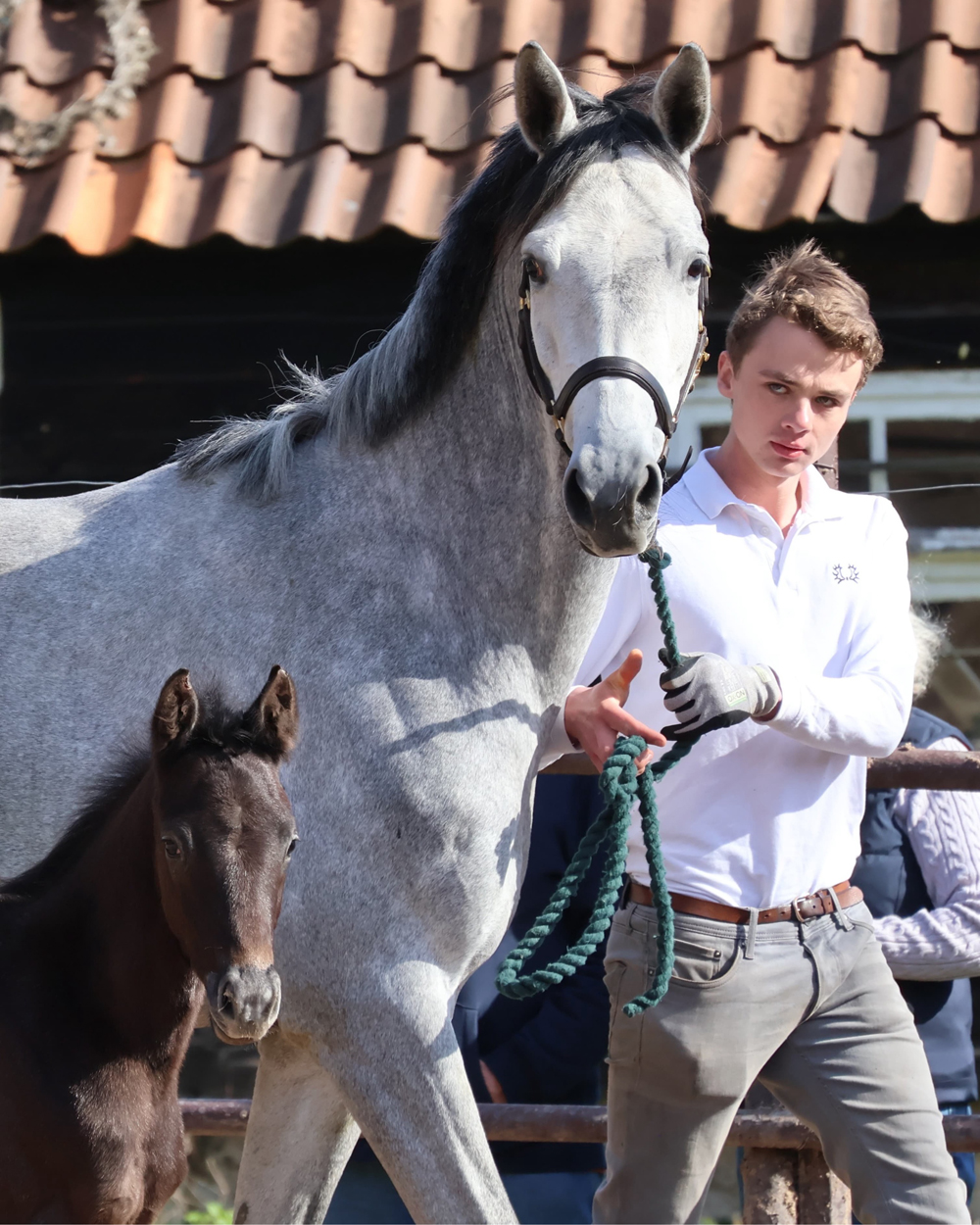 11. April 2026 Tea at Five und Tea in the Morning - Gest�t H�melschenburg - Beate Langels