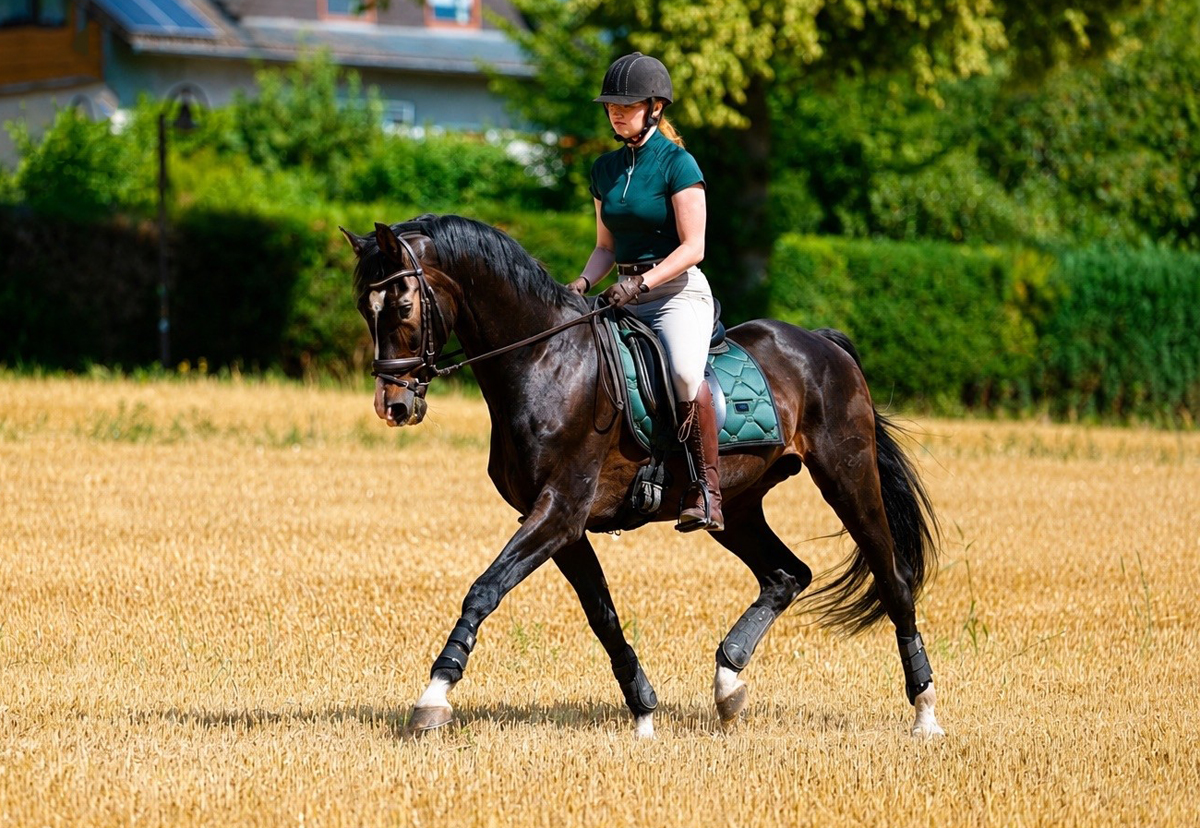 Prämienhengst Shavalou 25jährig und Johanna - Trakehner Gestüt Hämelschenburg - Foto Beate Langels