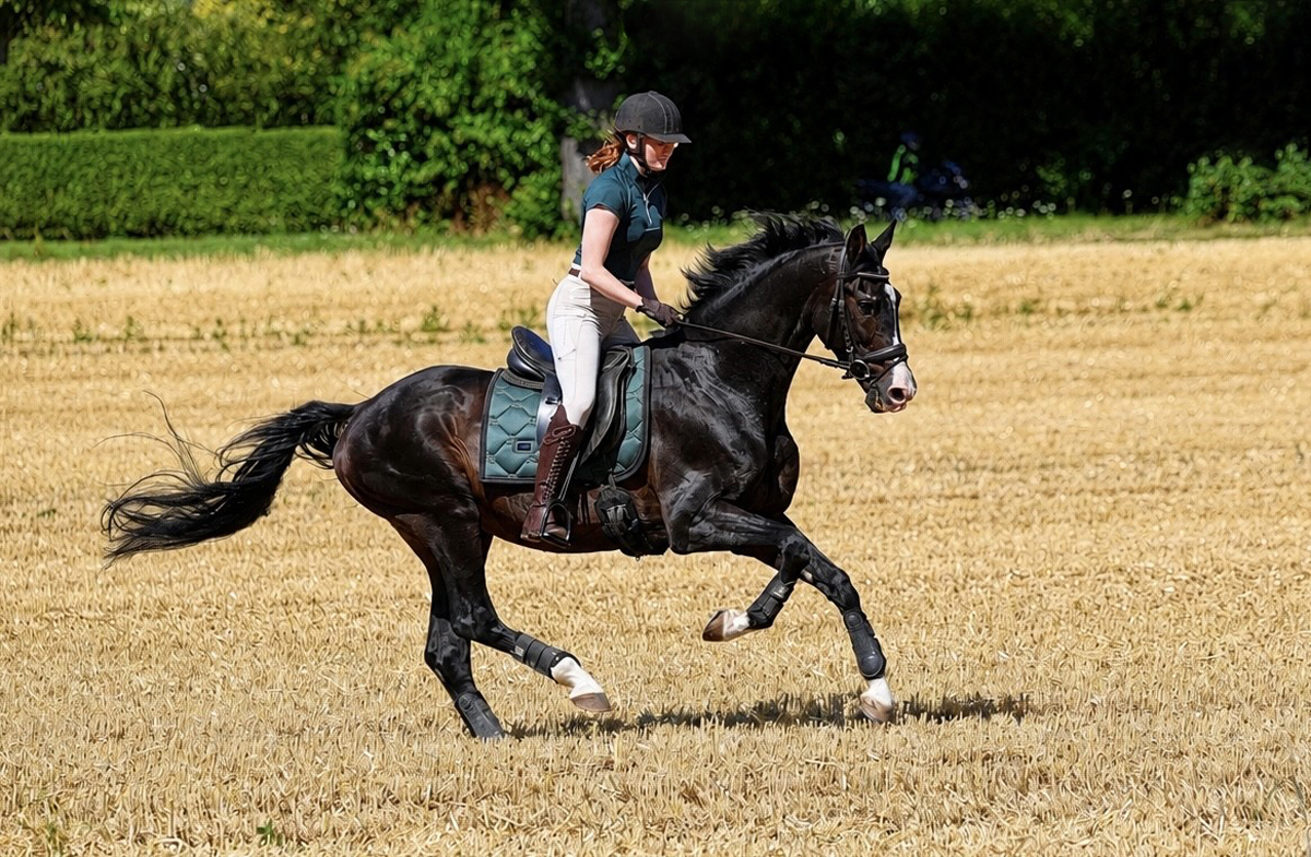 Prämienhengst Shavalou 25jährig und Johanna - Trakehner Gestüt Hämelschenburg - Foto Beate Langels