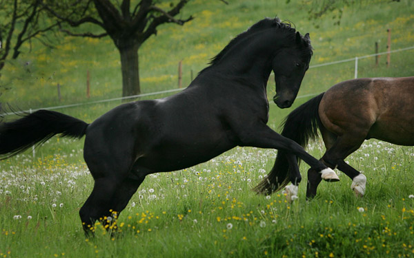 Kronberg v. Kostolany - Sandro im Januar 2007 - copyright C. Aschwanden