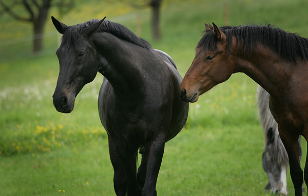 Kronberg v. Kostolany - Sandro im Januar 2011 - copyright C. Aschwanden