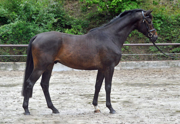 Trakehner by Meraldik out of Schwalbenflair by Exclusiv