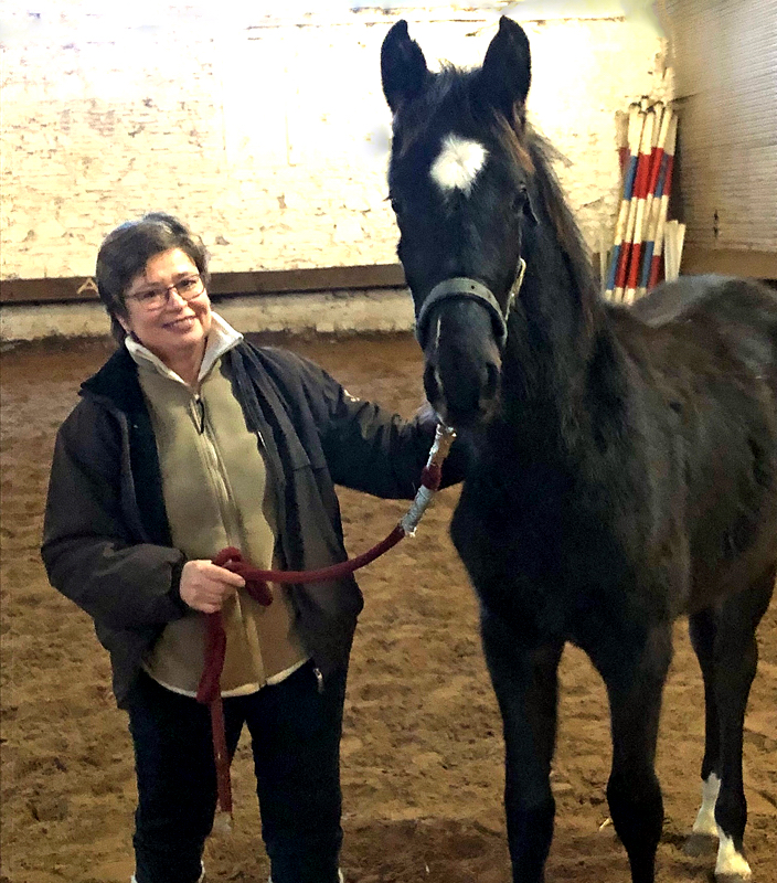 New Star v. Saint Cyr x Millennium und seine Zchterin Hmelschenburg 12. Januar 2025 - Trakehner Gestt Hmelschenburg