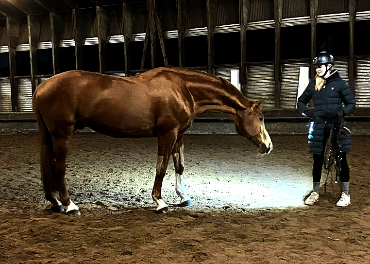 Greta und Glcksruf am 12. Januar 2025 - Trakehner Gestt Hmelschenburg