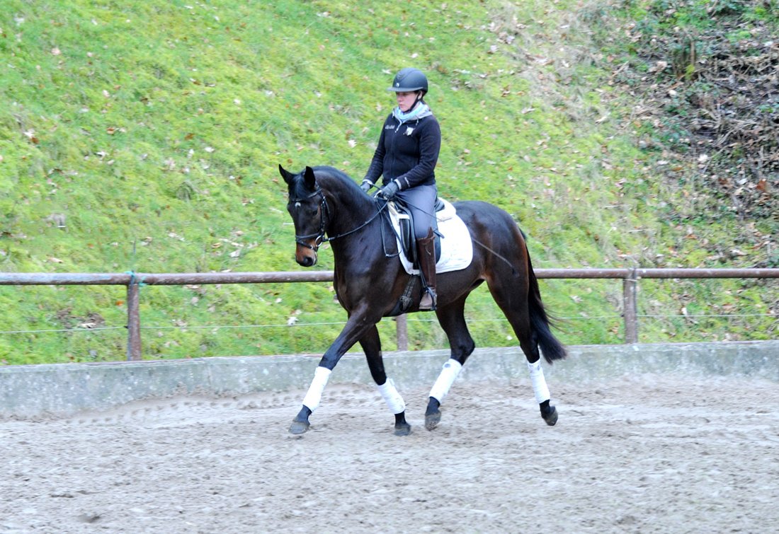 Trakehner Mare by His Moment out of Valentine by High Motion x Showmaster
 - Gest t H melschenburg - Beate Langels