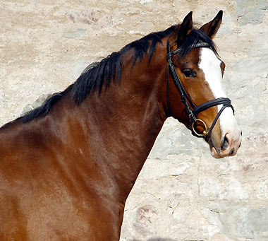 4 Years old: Trakehner Gelding GISMO by Shavalou out of Gwendolyn by Maestro