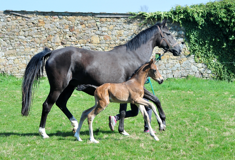Trakehner Hengstfohlen von Shavalou u.d. Pr.A. Guccia v. Zauberkeyk - High Motion - Alter Fritz  - Gestt Hmelschenburg - Beate Langels