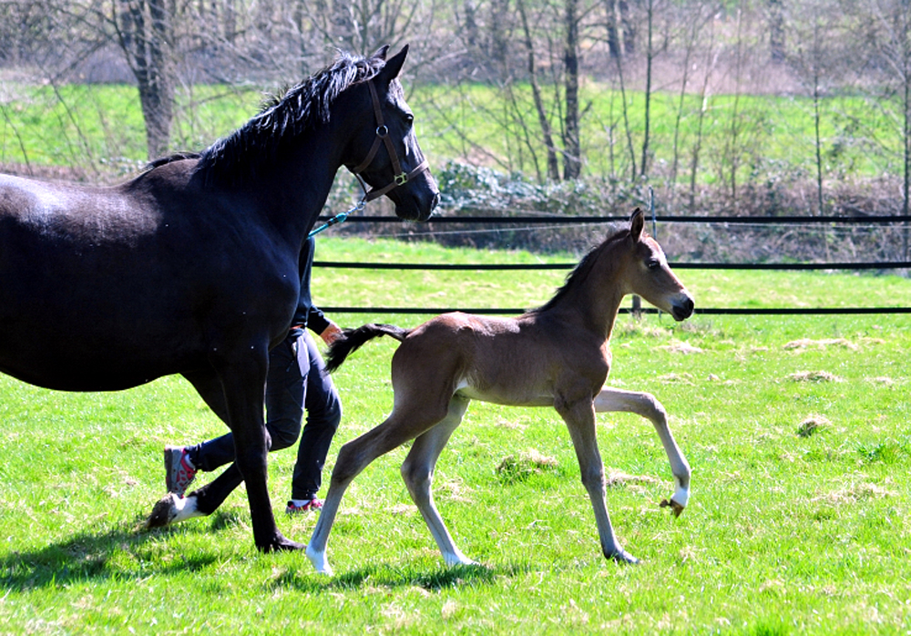 Trakehner Hengstfohlen von Shavalou u.d. Pr.A. Guccia v. Zauberkeyk - High Motion - Alter Fritz  - Gestt Hmelschenburg - Beate Langels