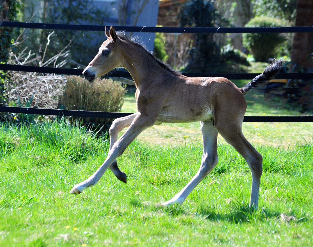 Trakehner Hengstfohlen von Shavalou u.d. Pr.A. Guccia v. Zauberkeyk - High Motion - Alter Fritz  - Gestt Hmelschenburg - Beate Langels