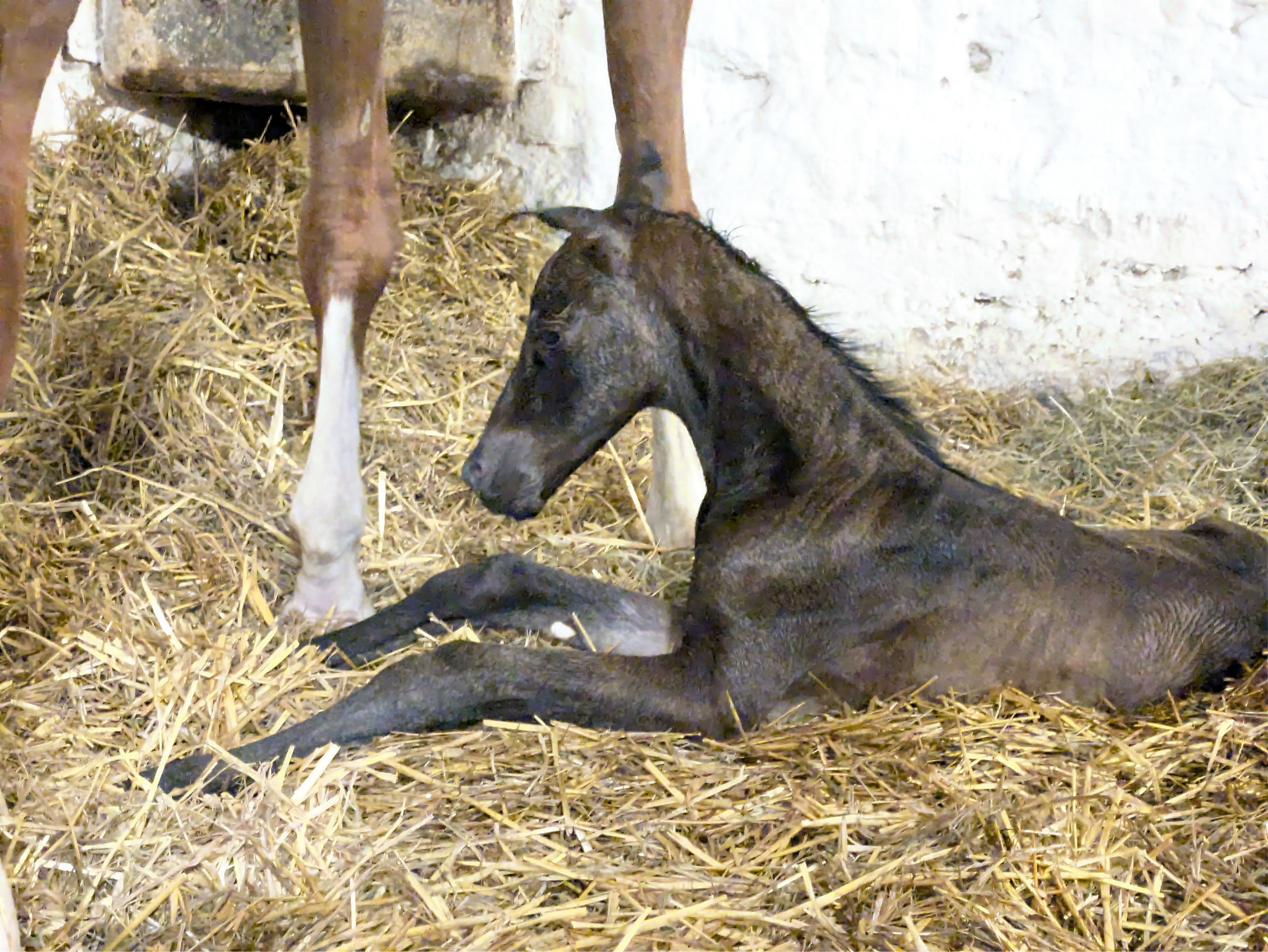 Hengstfohlen von Millennium u.d. Pr�mien-, Staatspr�mien- u. Elitestute Kavalou v. Shavalou - 
Trakehner Gest�t H�melschenburg - Foto: Langels