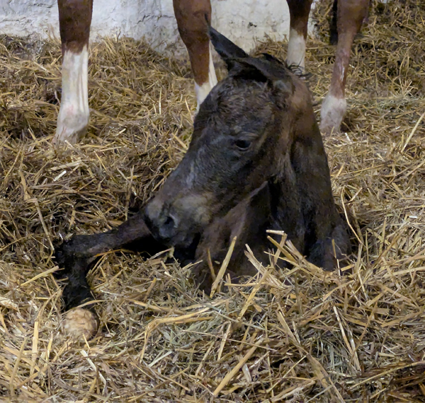 Trakehner Hengstfohlen von Millennium u.d. Pr.u.St.Pr.St. Kavalou - Foto: Beate Langels - Trakehner Gest�t H�melschenburg