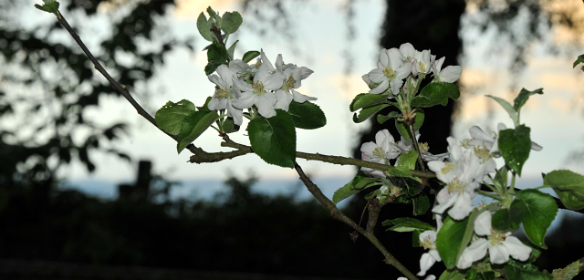 Apfelbaumblüte in Hämelschenburg - Anfang Mai 2015 - Foto Beate Langels - Gestüt Hämelschenburg