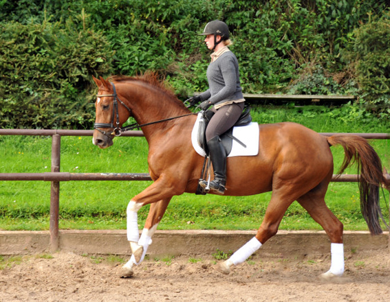  5jhriger Wallach von Fidertanz - Foto: Beate Langels