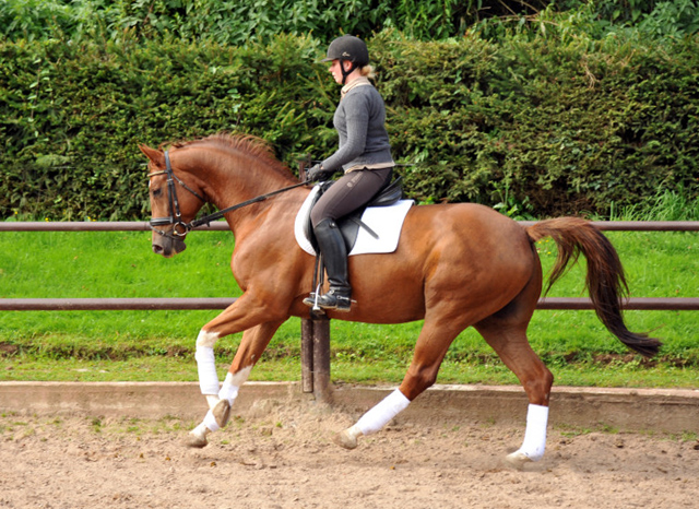  5jhriger Wallach von Fidertanz - Foto: Beate Langels