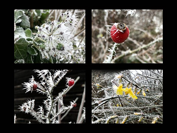 Dauerfrost in Hmelschenburg 13. Januar 2025 - Trakehner Gestt Hmelschenburg