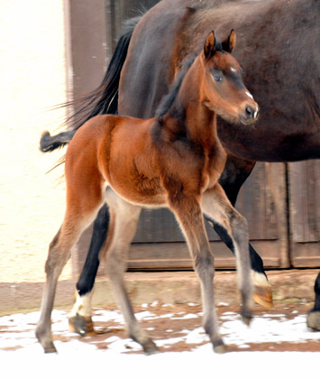 Filly by Grand Corazón out o. Pr.St. Schwalbenfeder by Summertime